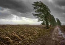 Vientos de hasta 100 km/h y nevadas en el centro del país: el SMN emitió alertas para gran parte del territorio Campo de maíz volcado por fuertes ráfagas de viento junto a un camino rural con álamos inclinados bajo un cielo de tormenta en la región pampeana argentina