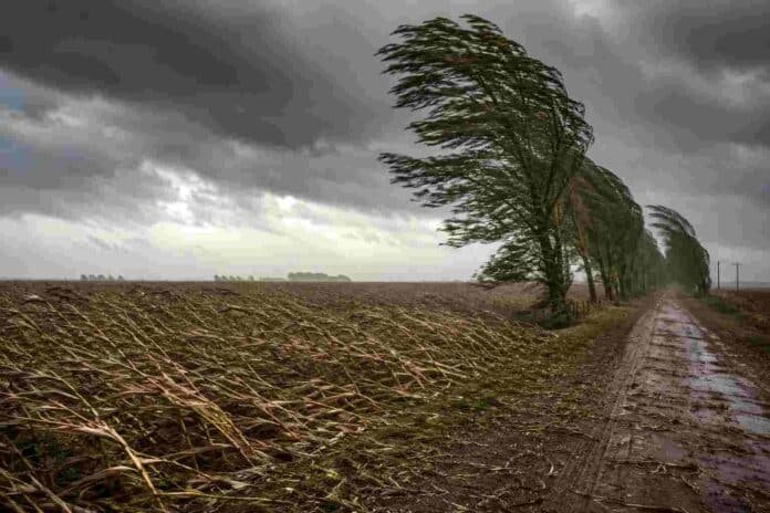 Campo de maíz volcado por fuertes ráfagas de viento junto a un camino rural con álamos inclinados bajo un cielo de tormenta en la región pampeana argentina