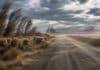 Ráfagas de hasta 90 km/h ponen en alerta a la Patagonia: fuerte impacto en 3 provincias Ovejas merino en la estepa patagónica soportando fuertes ráfagas de viento sobre un camino rural con polvo en suspensión y vegetación inclinada.