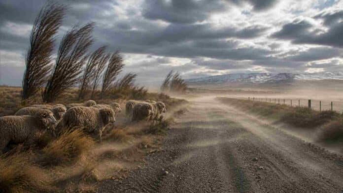 Ovejas merino en la estepa patagónica soportando fuertes ráfagas de viento sobre un camino rural con polvo en suspensión y vegetación inclinada.