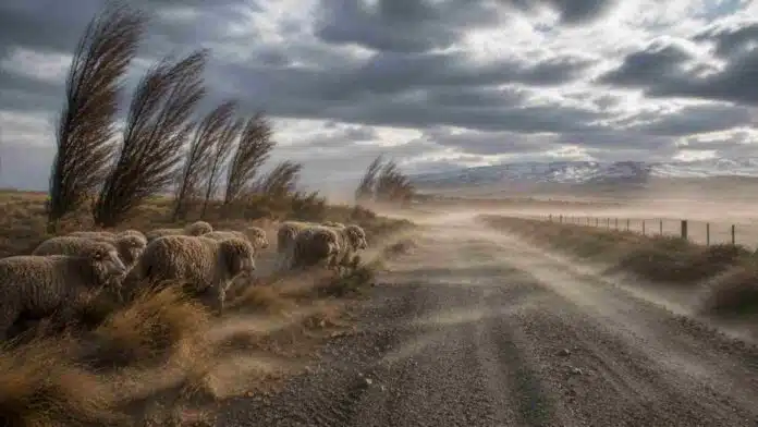 viento-patagonia-ovejas-merino-ruta-rural-rafagas-ruralnet Ovejas merino en la estepa patagónica soportando fuertes ráfagas de viento sobre un camino rural con polvo en suspensión y vegetación inclinada.