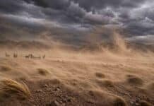 El domingo soplan ráfagas de 100 km/h en el NOA: una alerta que afecta productores, rutas y ganado de altura Fuertes ráfagas de viento levantando grandes nubes de polvo en la Puna argentina con llamas bajo un cielo oscuro de tormenta en paisaje de alta montaña