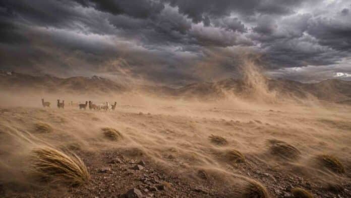 Fuertes ráfagas de viento levantando grandes nubes de polvo en la Puna argentina con llamas bajo un cielo oscuro de tormenta en paisaje de alta montaña