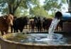 Ganadería: por qué conocer el subsuelo antes de perforar puede ahorrar miles de dólares Bebedero ganadero abastecido por agua subterránea con rodeo bovino en segundo plano, en un establecimiento del norte argentino.