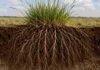 La pastura que sobrevive a la sequía guarda su secreto bajo tierra Sistema de raíces profundas de una pastura en suelo semiárido, con vegetación forrajera en superficie y perfil del suelo visible.