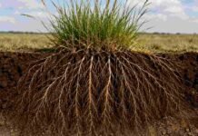 La pastura que sobrevive a la sequía guarda su secreto bajo tierra Sistema de raíces profundas de una pastura en suelo semiárido, con vegetación forrajera en superficie y perfil del suelo visible.