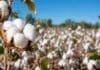 Un algodón que no existe en ningún otro país del mundo acaba de ser desarrollado en Argentina Cultivo de algodón en Chaco con capullos abiertos en primer plano, representando una nueva variedad resistente a herbicidas imidazolinonas.