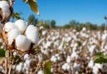 Un algodón que no existe en ningún otro país del mundo acaba de ser desarrollado en Argentina Cultivo de algodón en Chaco con capullos abiertos en primer plano, representando una nueva variedad resistente a herbicidas imidazolinonas.