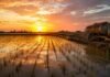 Crisis en el arroz entrerriano: el gasoil pasó del 32% al 54% del costo y los números no cierran Vista aérea de un arrozal inundado en Entre Ríos al atardecer, con hileras de arroz reflejadas en el agua y un tanque de gasoil antiguo junto al cultivo, representando los costos de producción agrícola.