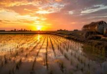 Crisis en el arroz entrerriano: el gasoil pasó del 32% al 54% del costo y los números no cierran Vista aérea de un arrozal inundado en Entre Ríos al atardecer, con hileras de arroz reflejadas en el agua y un tanque de gasoil antiguo junto al cultivo, representando los costos de producción agrícola.