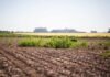 Después de 40 años sin novedades, llegó un herbicida que puede cambiar el control de malezas en soja Lote agrícola en barbecho con rastrojo y malezas emergidas en la región pampeana argentina bajo cielo despejado.