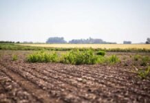 Después de 40 años sin novedades, llegó un herbicida que puede cambiar el control de malezas en soja Lote agrícola en barbecho con rastrojo y malezas emergidas en la región pampeana argentina bajo cielo despejado.