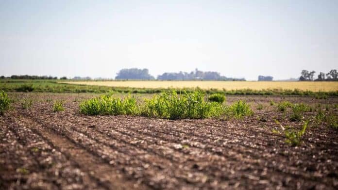 Lote agrícola en barbecho con rastrojo y malezas emergidas en la región pampeana argentina bajo cielo despejado.