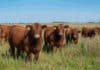 60 vacas donantes, 2000 embriones y la pista de medición individual más grande del país: así funciona la cabaña que mide todo Bovinos Limangus colorados en un campo de pastura natural, imagen representativa de ganadería bovina argentina.