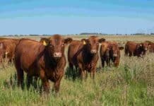 60 vacas donantes, 2000 embriones y la pista de medición individual más grande del país: así funciona la cabaña que mide todo Bovinos Limangus colorados en un campo de pastura natural, imagen representativa de ganadería bovina argentina.