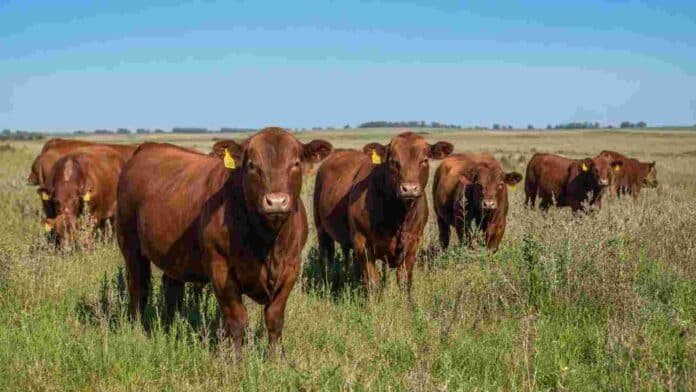 Bovinos Limangus colorados en un campo de pastura natural, imagen representativa de ganadería bovina argentina.