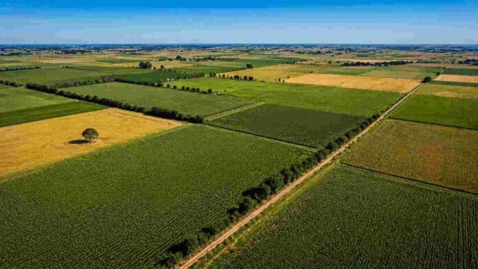 Vista aérea de un campo agrícola en producción con parcelas geométricas de distintos cultivos, observadas desde un dron sobre la llanura pampeana en un día despejado.