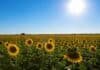 El complejo girasolero argentino bate récords de molienda y exportaciones en 2026 con inversiones privadas por más de 400 millones de dólares Campo extenso de girasol bajo cielo despejado y sol intenso, con plantas en plena floración y paisaje rural abierto.