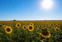 El complejo girasolero argentino bate récords de molienda y exportaciones en 2026 con inversiones privadas por más de 400 millones de dólares Campo extenso de girasol bajo cielo despejado y sol intenso, con plantas en plena floración y paisaje rural abierto.