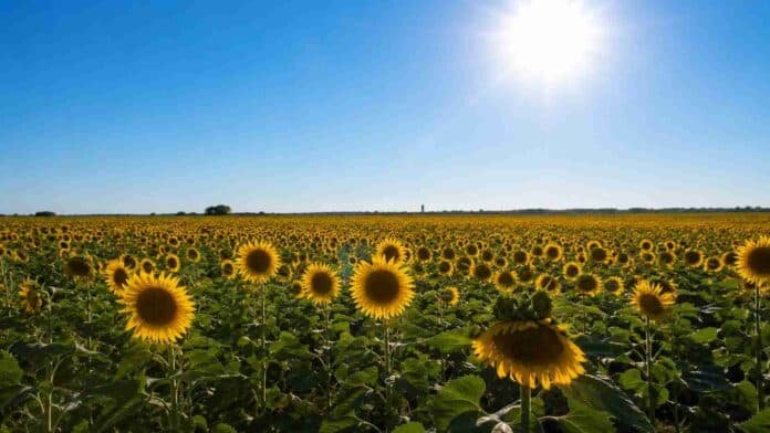 campo-girasol-sol-fuerte-ruralnet Campo extenso de girasol bajo cielo despejado y sol intenso, con plantas en plena floración y paisaje rural abierto.