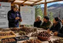 Por qué las semillas de árboles nativos no se consiguen en el mercado y cómo el INTA capacita para producirlas Capacitación sobre cosecha y acondicionamiento de semillas de especies forestales nativas en la Patagonia, con productores aprendiendo técnicas para la restauración de bosques afectados por incendios.