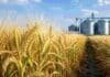 La cebada argentina superó los estándares de calidad y alcanzó rindes de hasta 7.004 kg por hectárea Cultivo de cebada maltera próximo a cosecha frente a silos de almacenamiento, representando la calidad y el potencial exportador de la cebada argentina.