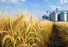 La cebada argentina superó los estándares de calidad y alcanzó rindes de hasta 7.004 kg por hectárea Cultivo de cebada maltera próximo a cosecha frente a silos de almacenamiento, representando la calidad y el potencial exportador de la cebada argentina.
