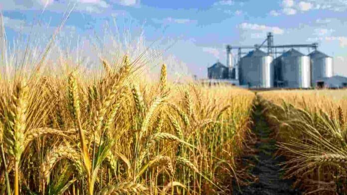 Cultivo de cebada maltera próximo a cosecha frente a silos de almacenamiento, representando la calidad y el potencial exportador de la cebada argentina.