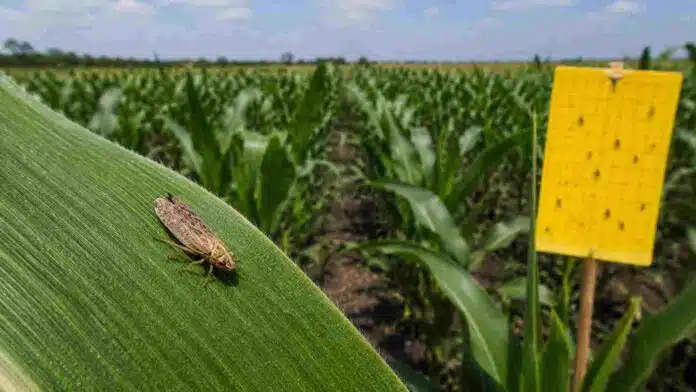 Chicharrita del maíz posada sobre una hoja de maíz en un lote agrícola, con trampa adhesiva amarilla utilizada para el monitoreo de poblaciones de la plaga.