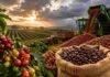 Récord de cosecha en Brasil presiona los precios del café, pero El Niño y la escasez global mantienen el mercado en alerta Cosecha de café en Brasil con granos maduros, maquinaria trabajando y clima inestable sobre una plantación, en un contexto de presión sobre los precios internacionales.