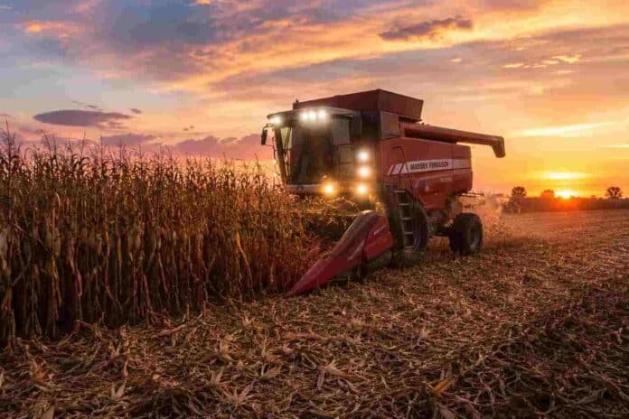 cosecha-de-maiz-con-massey-ferguson-al-atardecer