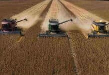 Argentina cosechará más soja que en los últimos siete años, aunque sembró menos campo que nunca en una década Tres cosechadoras Massey Ferguson, Fendt y Challenger avanzan en paralelo sobre un lote de soja R7 en buen estado, durante una cosecha vista desde drone.