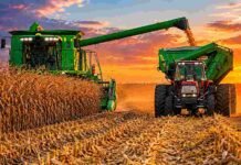 La cosecha de maíz 2025/26 avanza al 40,6% y marca rindes récord en La Pampa y Buenos Aires Cosechadora descargando maíz en una tolva durante la cosecha en un campo argentino al atardecer, con cielo dorado, polvo en suspensión y maquinaria agrícola trabajando.