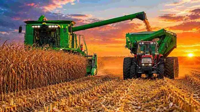 Cosechadora descargando maíz en una tolva durante la cosecha en un campo argentino al atardecer, con cielo dorado, polvo en suspensión y maquinaria agrícola trabajando.