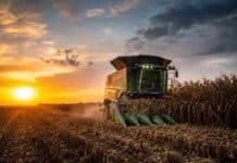 La cosecha de maíz avanza al 48,2 % con 81,4 qq/ha de rinde y proyección de 64 MTn, un 30 % más que en 2024/25 Cosechadora Fendt trabajando en la cosecha de maíz en un campo de la zona núcleo al atardecer, con luz dorada y rastrojo en primer plano.