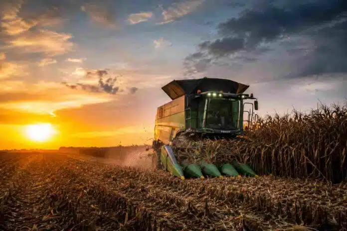 cosecha-maiz-fendt-atardecer-zona-nucleo-ruralnet Cosechadora Fendt trabajando en la cosecha de maíz en un campo de la zona núcleo al atardecer, con luz dorada y rastrojo en primer plano.