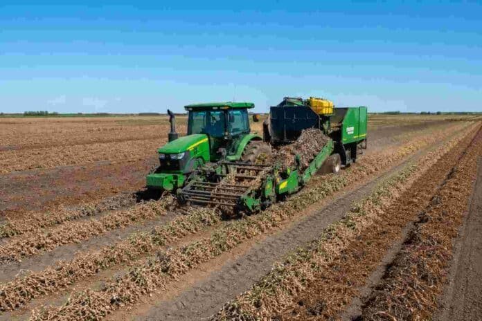 cosecha-mani- Tractor trabajando con arrancadora invertidora de maní en un campo argentino, con hileras de cultivo sin arrancar por delante y maní invertido sobre el suelo detrás de la maquinaria.