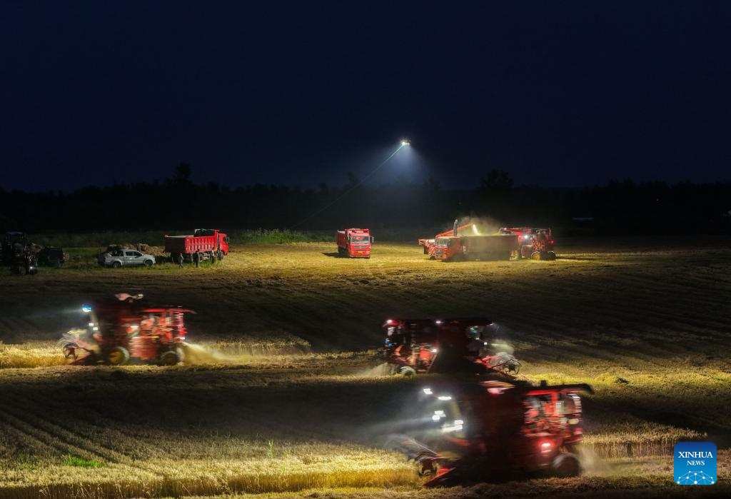 Varias cosechadoras trabajan durante la noche en un campo de trigo de la provincia de Anhui, China, iluminadas por un dron de alta potencia suspendido sobre el lote, que permite continuar la cosecha después del atardecer.