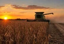 Soja en Santiago del Estero apunta a récord histórico Cosecha de soja en Santiago del Estero al atardecer, con cultivo en madurez R7, cosechadora trabajando en el lote y polvo levantado sobre el rastrojo.
