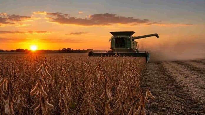 Cosecha de soja en Santiago del Estero al atardecer, con cultivo en madurez R7, cosechadora trabajando en el lote y polvo levantado sobre el rastrojo.