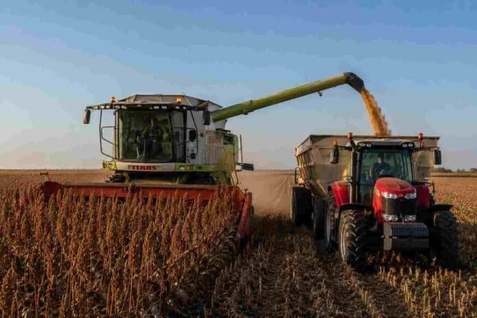 cosecha-sorgo-claas-massey-tolva-ruralnet Cosechadora CLAAS descargando sorgo granífero sobre una tolva sin marca, remolcada por un tractor Massey Ferguson en un campo de la zona núcleo.