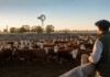 Créditos en valor producto: buscan aumentar la producción de carne por hectárea Productor observa un rodeo bovino en corrales para recría y engorde ganadero