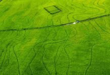 Alarma en el arroz: Entre Ríos podría sembrar la menor superficie de los últimos 26 años Vista aérea de un campo con cultivo de arroz en pleno desarrollo vegetativo, con intenso color verde, caminos internos y huellas de maquinaria agrícola sobre la superficie productiva.