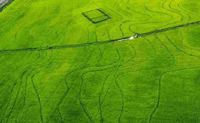 cultivo-arroz-vista-aerea-campo-argentino Vista aérea de un campo con cultivo de arroz en pleno desarrollo vegetativo, con intenso color verde, caminos internos y huellas de maquinaria agrícola sobre la superficie productiva.