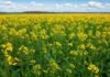 Avanza la siembra de brassicáceas en Entre Ríos, aunque cae la superficie proyectada