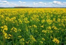 Avanza la siembra de brassicáceas en Entre Ríos, aunque cae la superficie proyectada