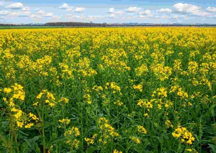 cultivo-brasicaceas-floracion-campo-cielo-nubes