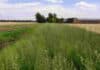 La biodiversidad gana terreno en el agro: más polinizadores y menos malezas con manejo de bordes de cultivo Cultivo de cobertura verde en un campo agrícola, con camino rural, lote de cereal y galpón al fondo.