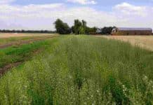 La biodiversidad gana terreno en el agro: más polinizadores y menos malezas con manejo de bordes de cultivo Cultivo de cobertura verde en un campo agrícola, con camino rural, lote de cereal y galpón al fondo.