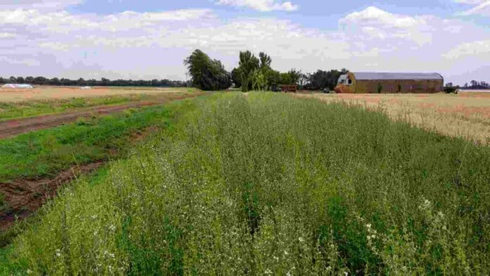 Cultivo de cobertura verde en un campo agrícola, con camino rural, lote de cereal y galpón al fondo.